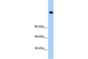 Western Blotting (WB) image for anti-High Density Lipoprotein Binding Protein (HDLBP) antibody (ABIN2462185) (HDLBP 抗体)