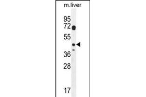DTWD2 Antibody (Center) (ABIN654321 and ABIN2844102) western blot analysis in mouse liver tissue lysates (35 μg/lane). (DTWD2 抗体  (AA 109-138))
