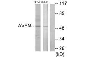 Western blot analysis of extracts from COS7/LOVO cells, using AVEN Antibody. (AVEN 抗体  (AA 301-350))