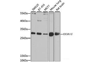 Western blot analysis of extracts of various cell lines using DDAH2 Polyclonal Antibody at dilution of 1:1000. (DDAH2 抗体)