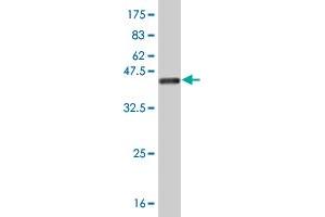 Western Blot detection against Immunogen (40. (FABP4 抗体  (AA 1-132))