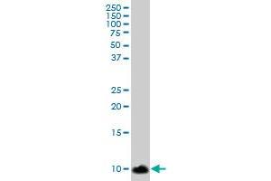S100A8 MaxPab polyclonal antibody. (S100A8 抗体  (AA 1-93))