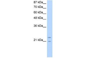 WB Suggested Anti-PMF1 Antibody Titration:  0. (PMF1 抗体  (N-Term))
