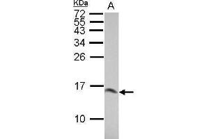 WB Image Sample (30 ug of whole cell lysate) A: BCL-1 15% SDS PAGE antibody diluted at 1:10000 (LGALS1/Galectin 1 抗体)
