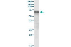 Immunoprecipitation of BAG4 transfected lysate using anti-BAG4 MaxPab rabbit polyclonal antibody and Protein A Magnetic Bead , and immunoblotted with BAG4 purified MaxPab mouse polyclonal antibody (B01P) . (BAG4 抗体  (AA 1-457))