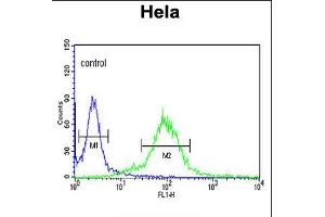 Flow cytometric analysis of Hela cells (right histogram) compared to a negative control cell (left histogram). (MAML3 抗体  (C-Term))
