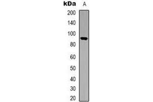 Western blot analysis of STAT5 expression in HEK293T (A) whole cell lysates. (STAT5A 抗体  (C-Term))
