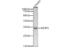 Western blot analysis of extracts of HepG2 cells, using IGFBP1 antibody (ABIN6134372, ABIN6142251, ABIN6142252 and ABIN6215066) at 1:1000 dilution. (IGFBPI 抗体  (AA 150-250))