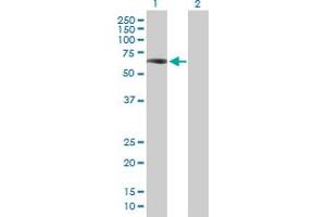 Western Blot analysis of ZKSCAN4 expression in transfected 293T cell line by ZKSCAN4 MaxPab polyclonal antibody. (ZKSCAN4 抗体  (AA 1-545))