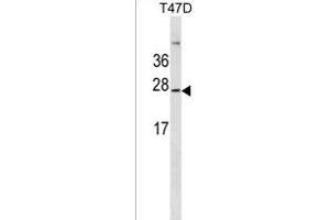 GKN3P Antibody (Center) (ABIN1537739 and ABIN2849937) western blot analysis in T47D cell line lysates (35 μg/lane). (GKN3P 抗体  (AA 108-134))