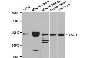 Western blot analysis of extracts of various cell lines, using CIAO1 antibody (ABIN5975509) at 1/1000 dilution. (CIAO1 抗体)