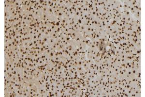 ABIN6273463 at 1/100 staining Mouse liver tissue by IHC-P. (CENPO 抗体  (Internal Region))