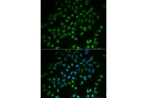Immunofluorescence analysis of A549 cells using HAND2 antibody (ABIN3214288). (HAND2 抗体)