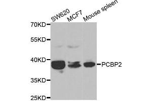 Western blot analysis of extracts of various cell lines, using PCBP2 antibody. (PCBP2 抗体  (AA 1-130))