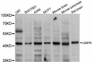 Western blot analysis of extracts of various cell lines, using GRPR antibody.