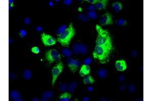 Anti-LOX mouse monoclonal antibody (ABIN2453266) immunofluorescent staining of COS7 cells transiently transfected by pCMV6-ENTRY LOX (RC213323). (LOX 抗体  (AA 22-168))