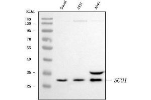 Western blot analysis of SCO1 using anti-SCO1 antibody (ABIN7600609).