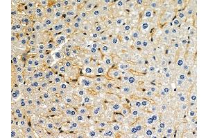 ABIN6263900 and ABIN6278619 at 1/100 staining mouse liver tissue by IHC-P.