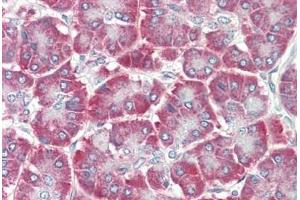 Human Pancreas: Formalin-Fixed, Paraffin-Embedded (FFPE) (EDIL3 抗体  (AA 71-120))