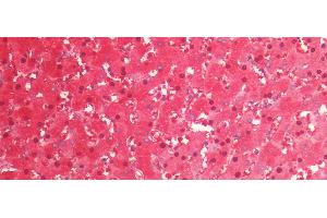 Immunohistochemistry (IHC) image for anti-Arginase (ARG) (AA 1-322) antibody (ABIN7426190)