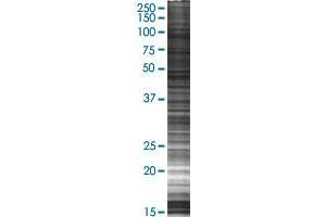 PYGB transfected lysate. (PYGB 293T Cell Transient Overexpression Lysate(Denatured))