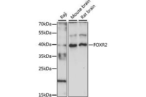 Western blot analysis of extracts of various cell lines, using FOXR2 antibody (ABIN7267250) at 1:1000 dilution. (FOXR2 抗体  (AA 1-311))
