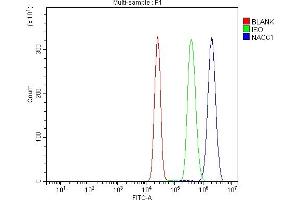 Flow Cytometry analysis of K562 cells using anti-Nac1/NACC1 antibody (ABIN7599756).