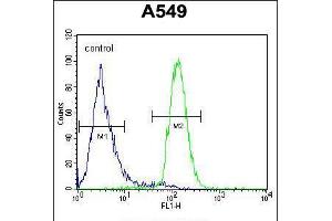 Flow cytometric analysis of A549 cells (right histogram) compared to a negative control cell (left histogram). (LILRA2 抗体  (AA 55-81))