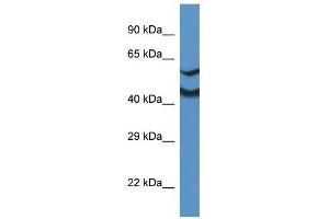 Western Blot showing Ndrg2 antibody used at a concentration of 1. (NDRG2 抗体  (Middle Region))