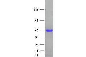 Validation with Western Blot (EAF1 Protein (Myc-DYKDDDDK Tag))
