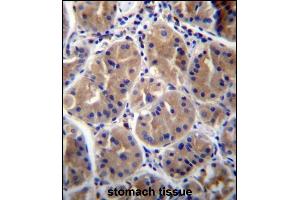 RAB27B Antibody (Center) (ABIN656670 and ABIN2845910) immunohistochemistry analysis in formalin fixed and paraffin embedded human stomach tissue followed by peroxidase conjugation of the secondary antibody and DAB staining. (RAB27B 抗体  (AA 121-150))