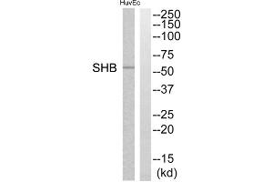 Western blot analysis of extracts from HuvEc cells, using SHB antibody. (SHB 抗体  (C-Term))