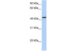 PAICS antibody used at 1 ug/ml to detect target protein. (PAICS 抗体  (N-Term))