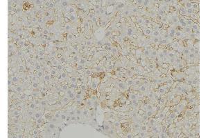 Immunohistochemistry (IHC) image for anti-Solute Carrier Family 16, Member 11 (Monocarboxylic Acid Transporter 11) (SLC16A11) (N-Term) antibody (ABIN6263330)