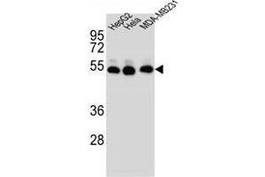 TUBB2B Antibody (N-term) western blot analysis in HepG2,Hela,MDA-MB231 cell line lysates (35 µg/lane). (TUBB2B 抗体  (N-Term))