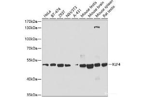 Western blot analysis of extracts of various cell lines using KLF4 Polyclonal Antibody at dilution of 1:1000. (KLF4 抗体)