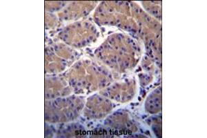 USP20 Antibody immunohistochemistry analysis in formalin fixed and paraffin embedded human stomach tissue followed by peroxidase conjugation of the secondary antibody and DAB staining.