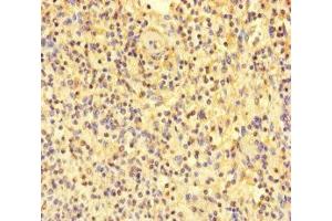 Immunohistochemistry of paraffin-embedded human spleen tissue using ABIN7172088 at dilution of 1:100 (MPL 抗体  (AA 26-491))