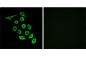 Immunofluorescence analysis of A549 cells, using RPS12 Antibody. (RPS12 抗体  (AA 83-132))