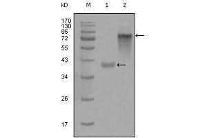 Western Blot showing KRT19 antibody used against truncated KRT19-His recombinant protein (1) and full-length KRT19 (aa1-400)-hIgGFc transfected CHO-K1 cell lysate (2). (Cytokeratin 19 抗体  (AA 80-400))
