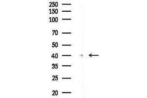 anti-PR Domain Containing 12 (PRDM12) (Internal Region) antibody