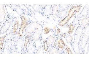 Detection of DEFb1 in Bovine Kidney Tissue using Polyclonal Antibody to Defensin Beta 1 (DEFb1) (beta Defensin 1 抗体  (AA 2-64))