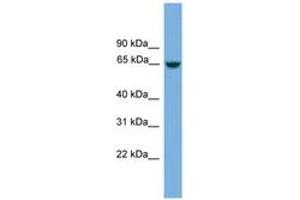 Image no. 1 for anti-Chromosome 8 Open Reading Frame 45 (C8orf45) (AA 431-480) antibody (ABIN6746108) (C8orf45 抗体  (AA 431-480))