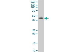 GPN1 MaxPab polyclonal antibody. (GPN1 抗体  (AA 1-374))