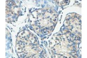 Immunohistochemical analysis of paraffin-embedded human fetal testis showing cytoplasmic staining with HERC6 polyclonal antibody  at a 1 : 100 dilution.