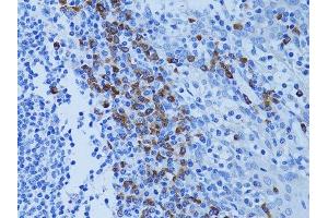 Immunohistochemistry (Paraffin-embedded Sections) (IHC (p)) image for anti-ATG7 Autophagy Related 7 (ATG7) (AA 500-676) antibody (ABIN3021091)