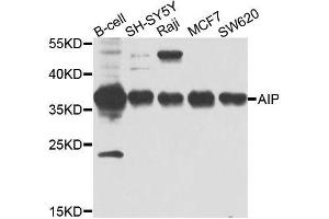 Western blot analysis of extracts of various cell lines, using AIP antibody. (AIP 抗体  (AA 1-330))