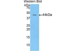 Western blot analysis of the recombinant protein. (FBLN4 抗体  (AA 17-169))