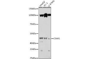 Western blot analysis of extracts of various cell lines, using C5 antibody (ABIN6127535, ABIN6137777, ABIN6137778 and ABIN6219037) at 1:1000 dilution. (C5AR1 抗体  (AA 250-350))