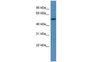 WB Suggested Anti-TM9SF1  Antibody Titration: 0. (TM9SF1 抗体  (C-Term))